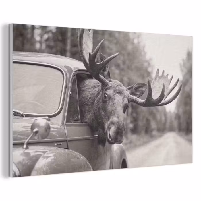 Akustikbild - Elch - Auto - Geweih - Schwarz - Weiß