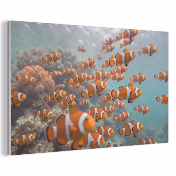 Akustikbild - Fisch – Schwarm – Unterwasser – Tiere – Orange
