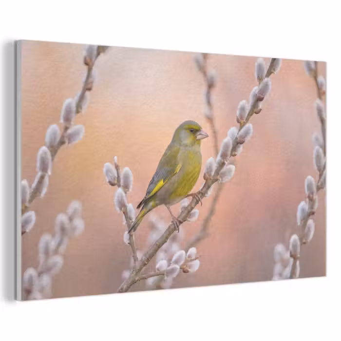 Akustikbild - Grünfink - Katzen - Frühling - Natur - Weich