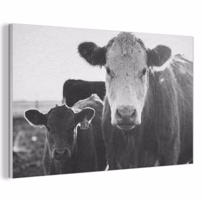 Akustikbild - Kühe - Schwarz und weiß