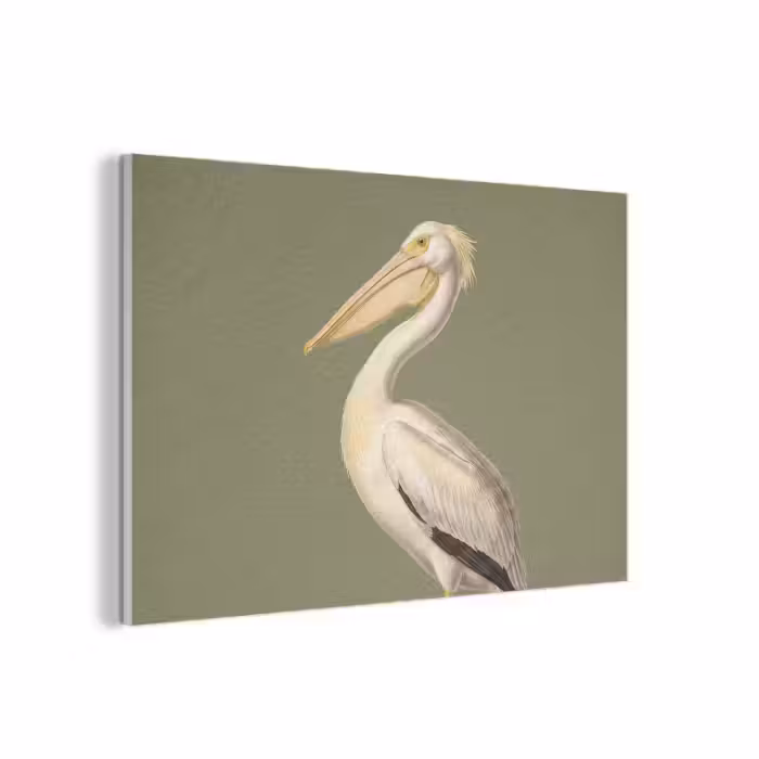 Akustikbild - Pelikan - Weiß - Vogel - Klassisch - Natur