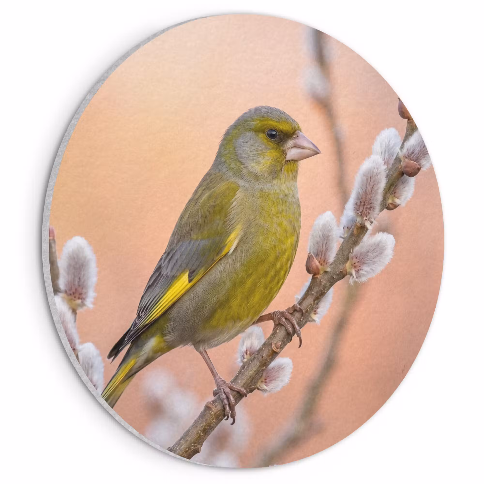 Akustikbild - Rund - Grünfink - Katzen - Frühling - Natur - Weich