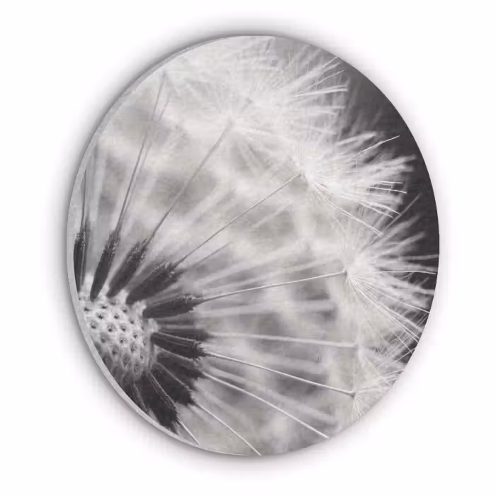 Akustikbild - Rund - Pusteblume - Schwarz - Weiß