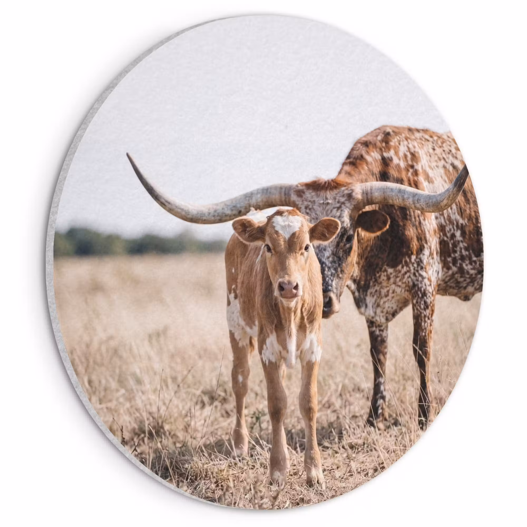 Akustikbild - Rund - Texas Longhorn - Kalb - Weide - Tiere