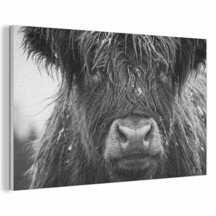 Akustikbild - Schottischer Highlander - Schwarz - Weiß - Schneeflocken