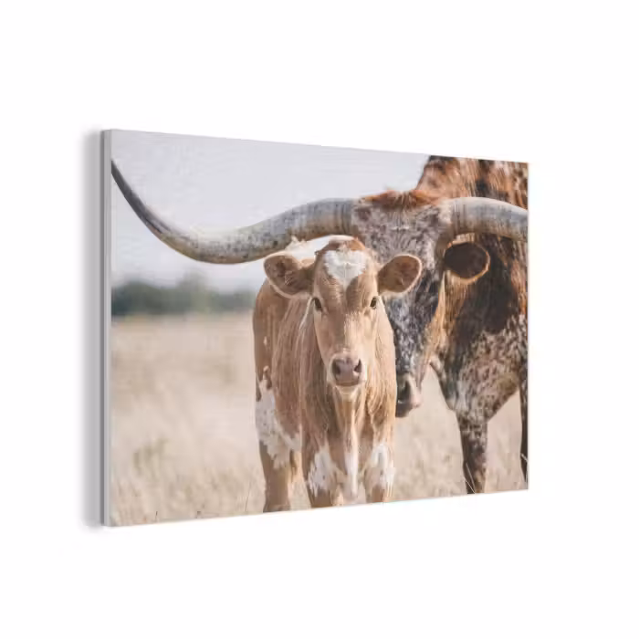 Akustikbild - Texas Longhorn - Kalb - Weide - Tiere
