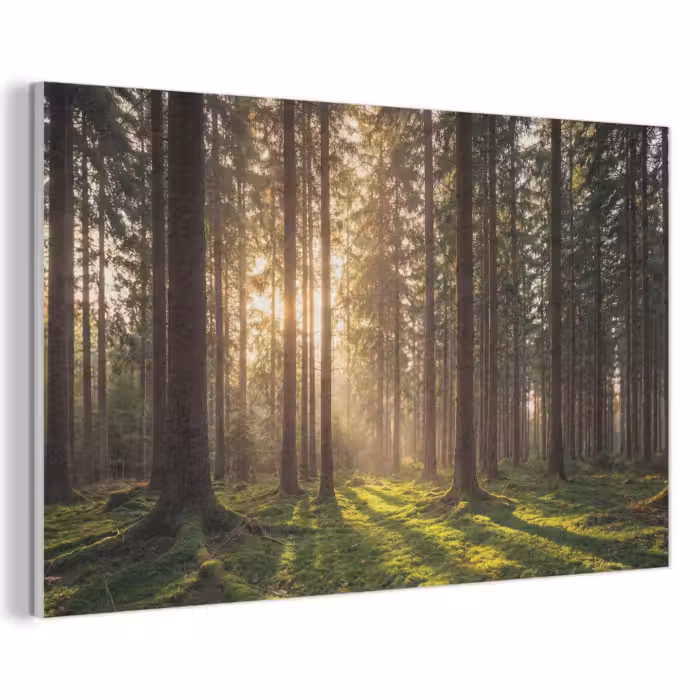 Akustikbild - Wald - Gras - Sonnenlicht