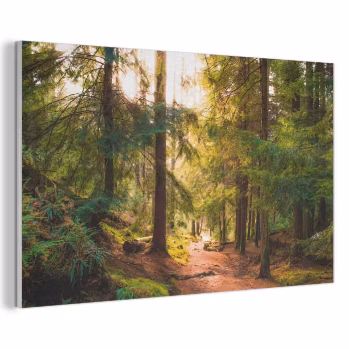 Akustikbild - Wald - Weg - Bäume - Grün - Sonne - Natur