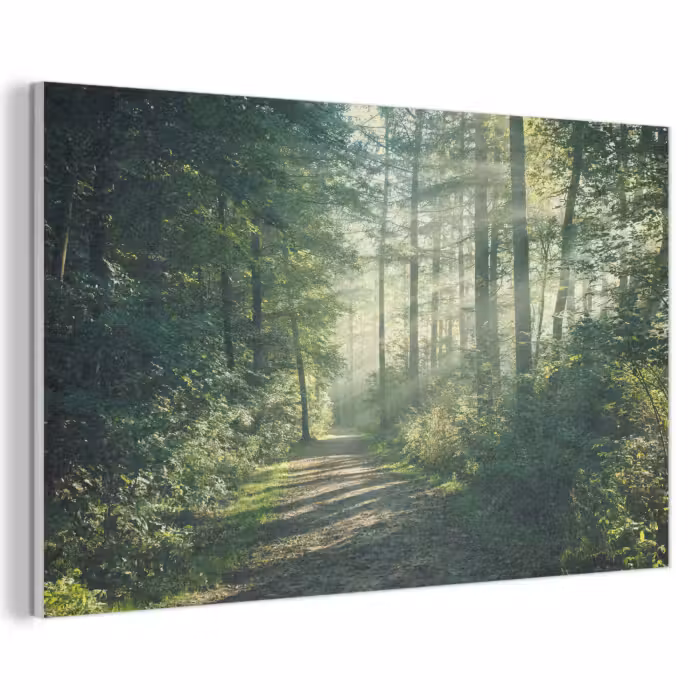 Akustikbild - Wald - Weg - Sonne - Bäume - Grün - Natur