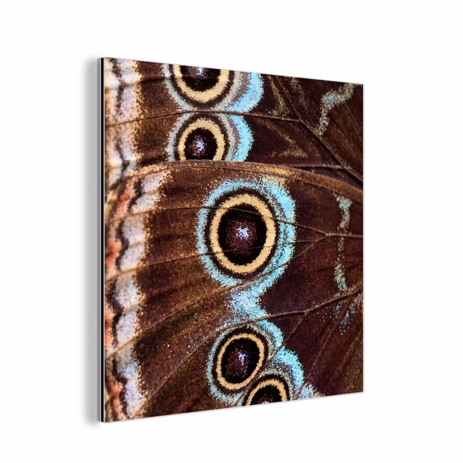 Alu-Dibond-Bild - Flügel - Schmetterling - Blau