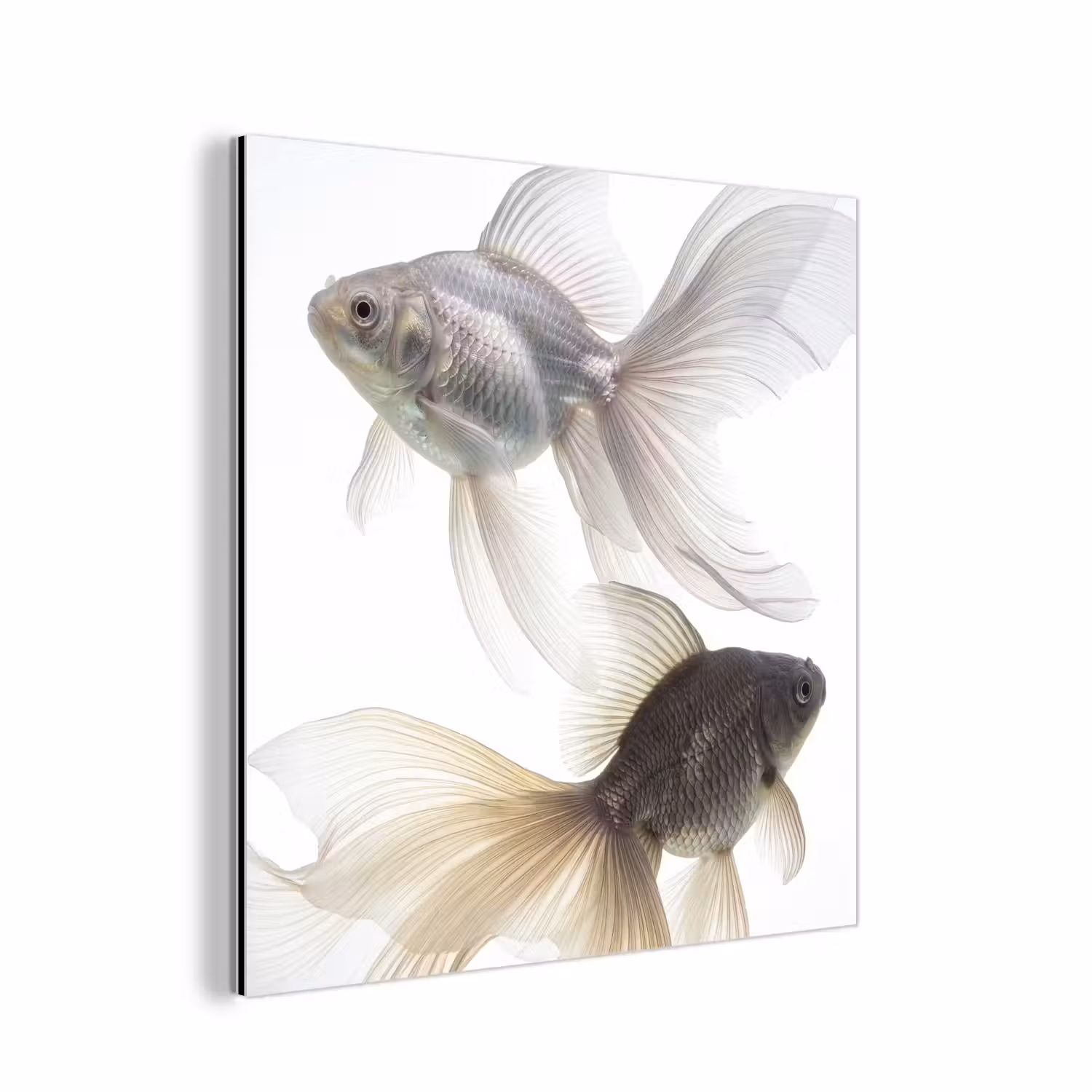 Alu-Dibond-Bild - Goldfisch - Modern - Weiß