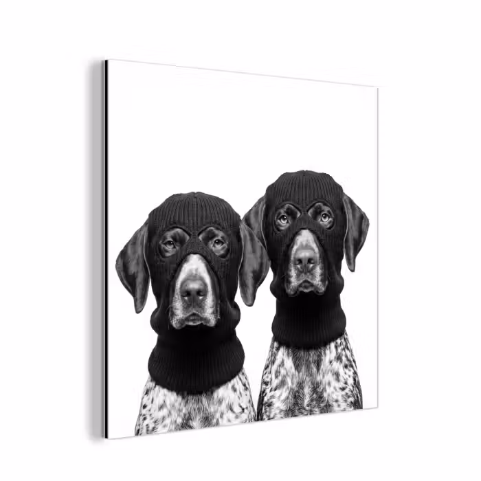 Alu-Dibond-Bild - Hunde - Balaclava - Schwarz - Weiß