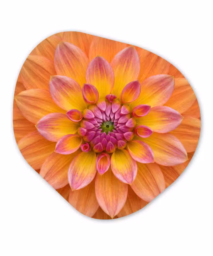 Alu-Dibond-Bild Organische Form - Dahlie - Blume - Orange