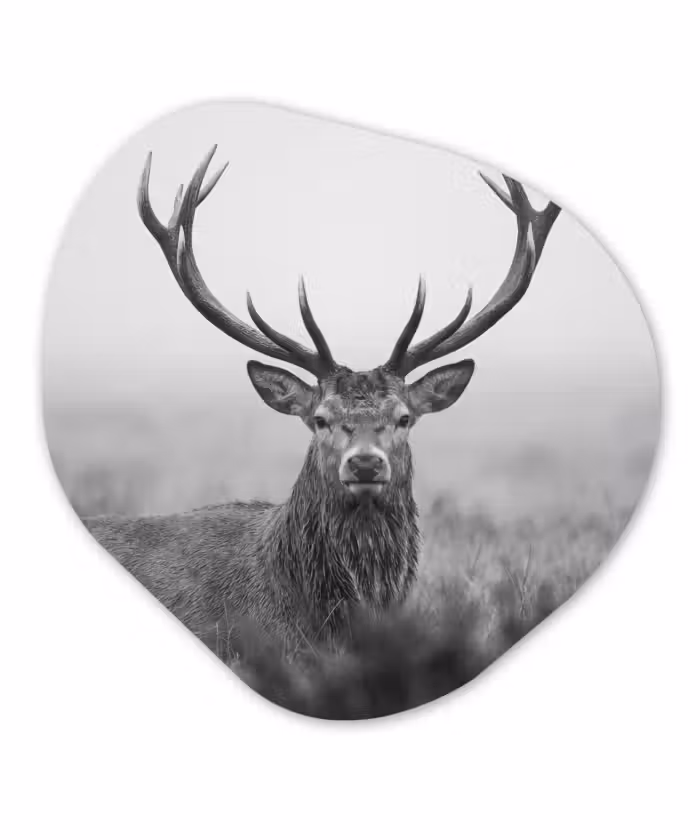 Alu-Dibond-Bild Organische Form - Hirsch - Neblig - Schwarz - Weiß