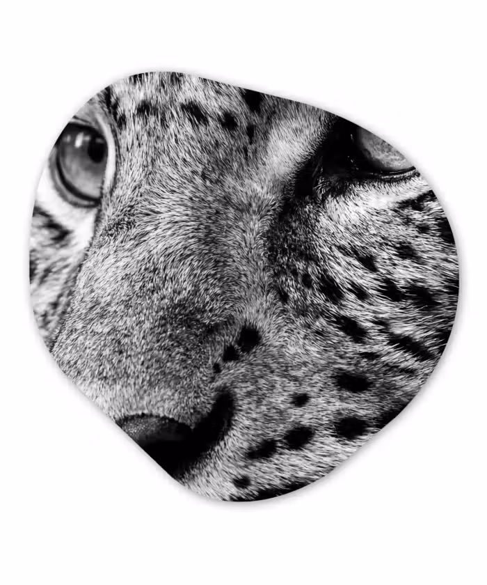 Alu-Dibond-Bild Organische Form - Leopard - Schwarz - Weiß - Auge