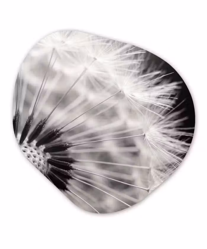 Alu-Dibond-Bild Organische Form - Pusteblume - Schwarz - Weiß