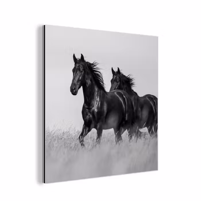 Alu-Dibond-Bild - Pferde - Gras - Schwarz - Weiß