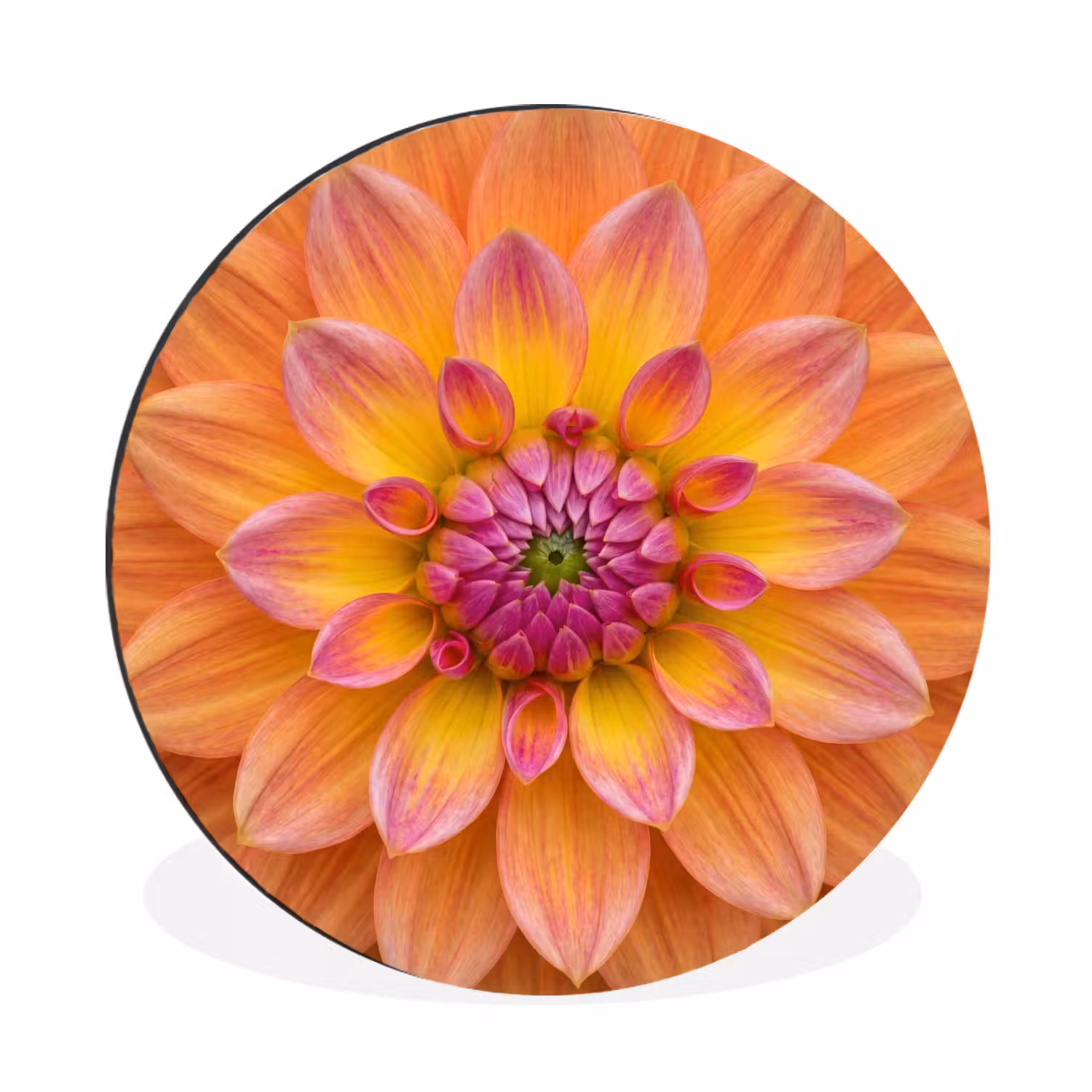 Alu-Dibond-Bild Rund - Dahlie - Blume - Orange