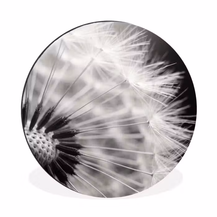 Alu-Dibond-Bild Rund - Pusteblume - Schwarz - Weiß