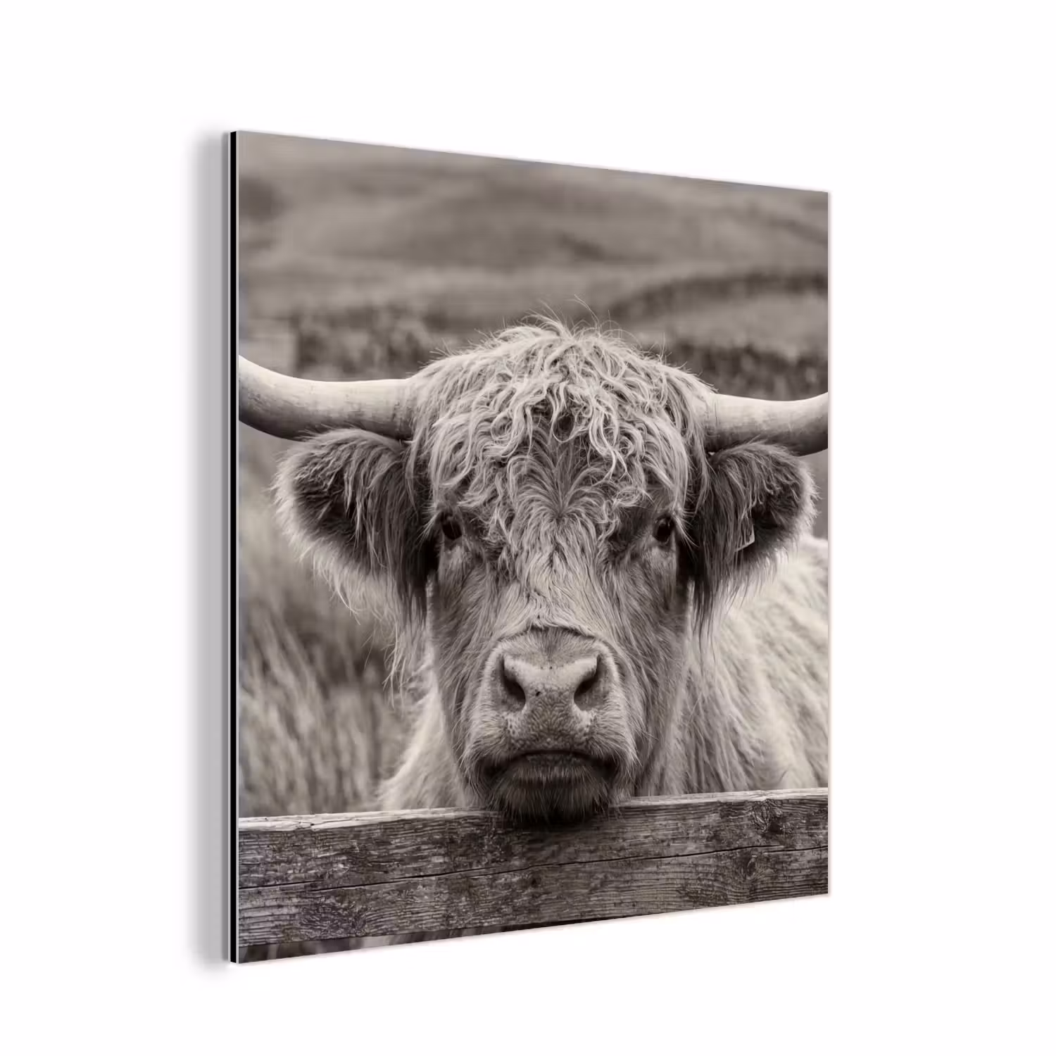 Alu-Dibond-Bild - Schottischer Highlander - Schwarz - Weiß - Holz