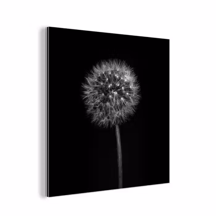 Alu-Dibond-Bild - Löwenzahn - Schwarz - Floral - Botanisch