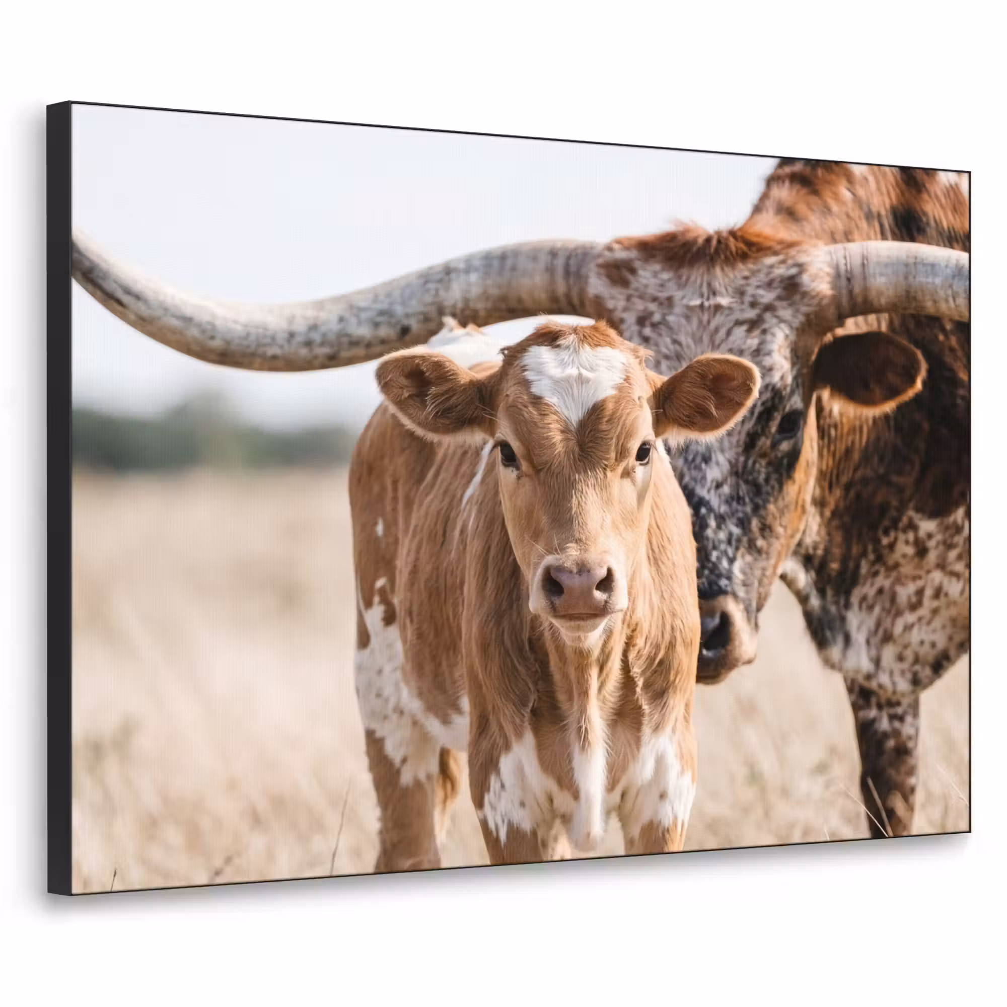 Art Frame - Texas Longhorn - Kalb - Weide - Tiere