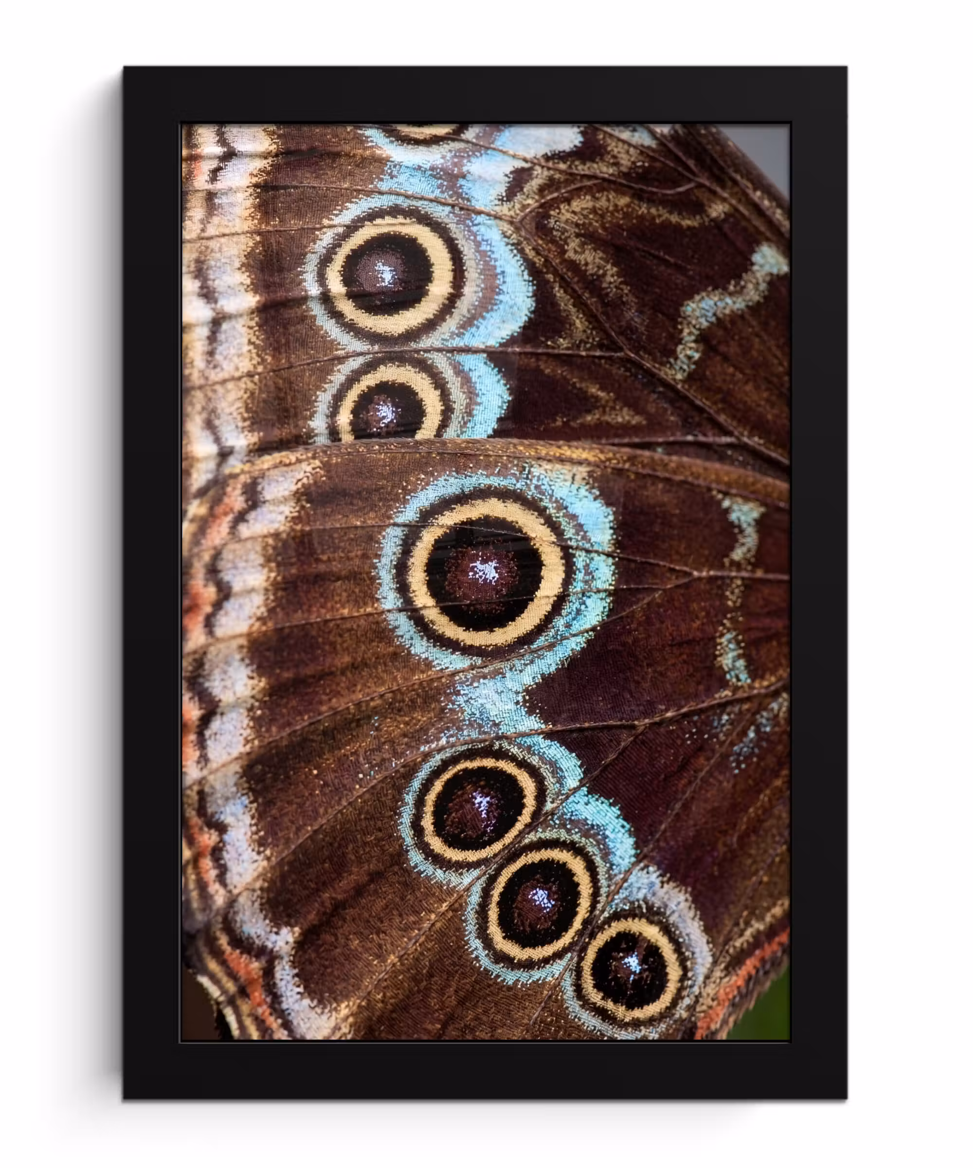Bilder mit Rahmen - Flügel - Schmetterling - Blau