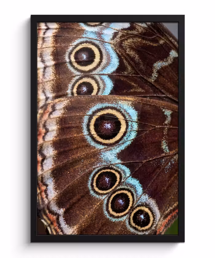 Bilder mit Rahmen - Flügel - Schmetterling - Blau