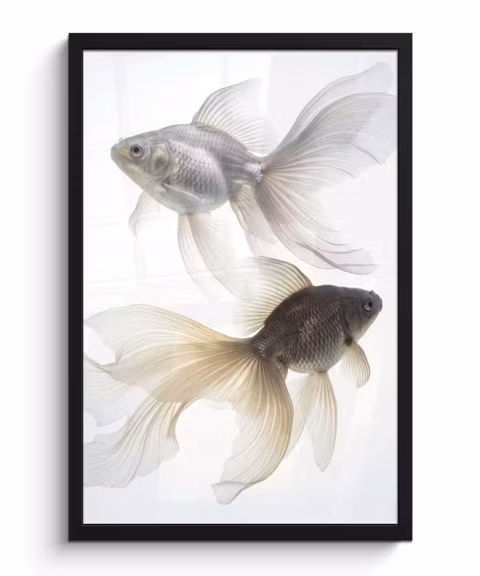 Bilder mit Rahmen - Goldfisch - Modern - Weiß