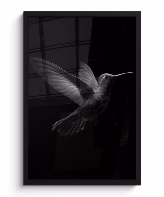 Bilder mit Rahmen - Kolibri - Schwarz - Tiere
