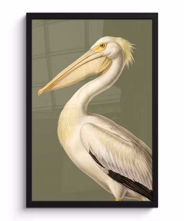 Bilder mit Rahmen - Pelikan - Weiß - Vogel - Klassisch - Natur
