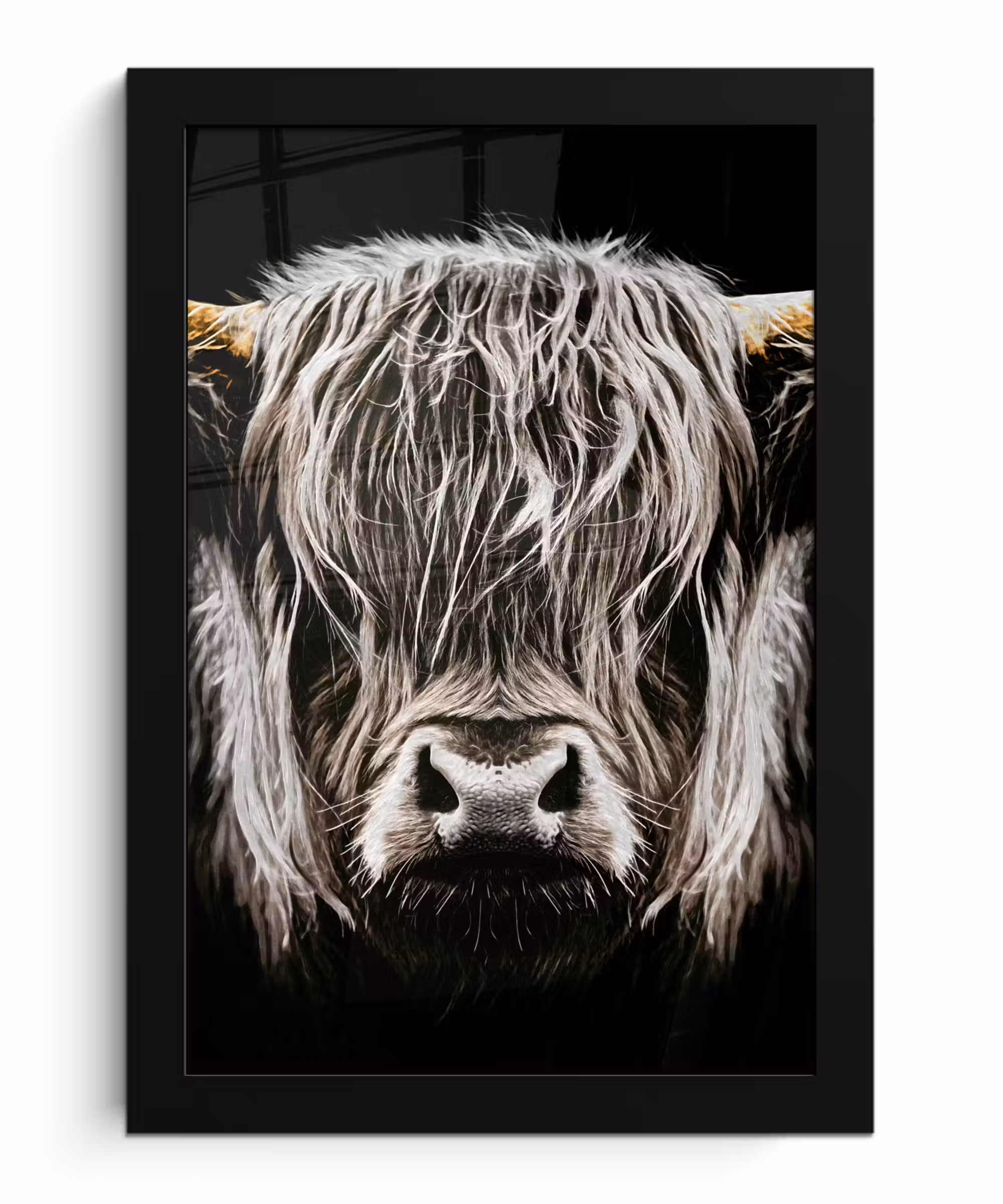 Bilder mit Rahmen - Schottischer Highlander - Gold - Hörner - Schwarz und weiß - Kuh - Tiere