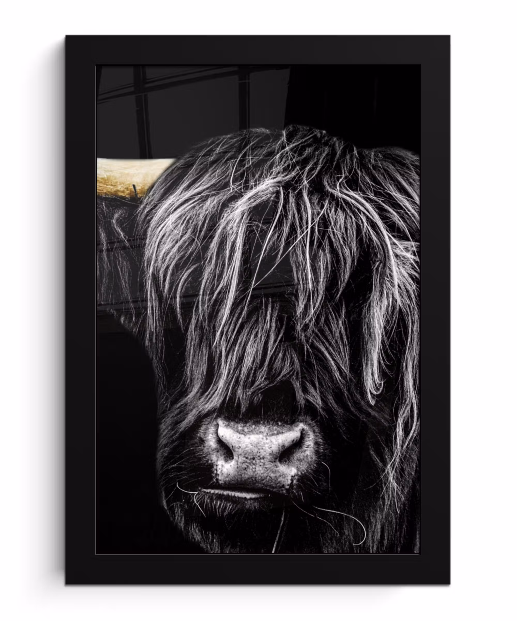 Bilder mit Rahmen - Schottischer Highlander - Gold - Mantel - Tiere - Kuh