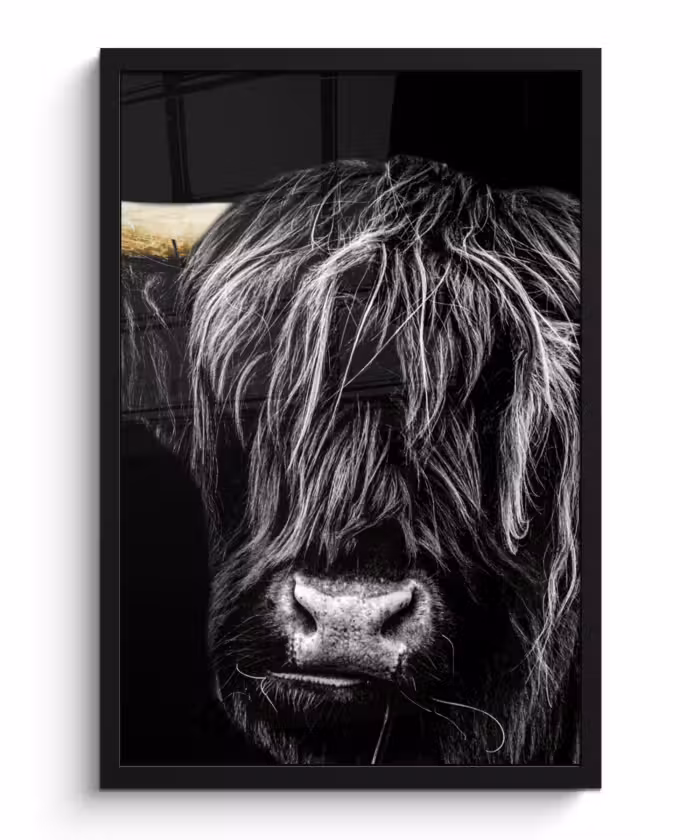 Bilder mit Rahmen - Schottischer Highlander - Gold - Mantel - Tiere - Kuh