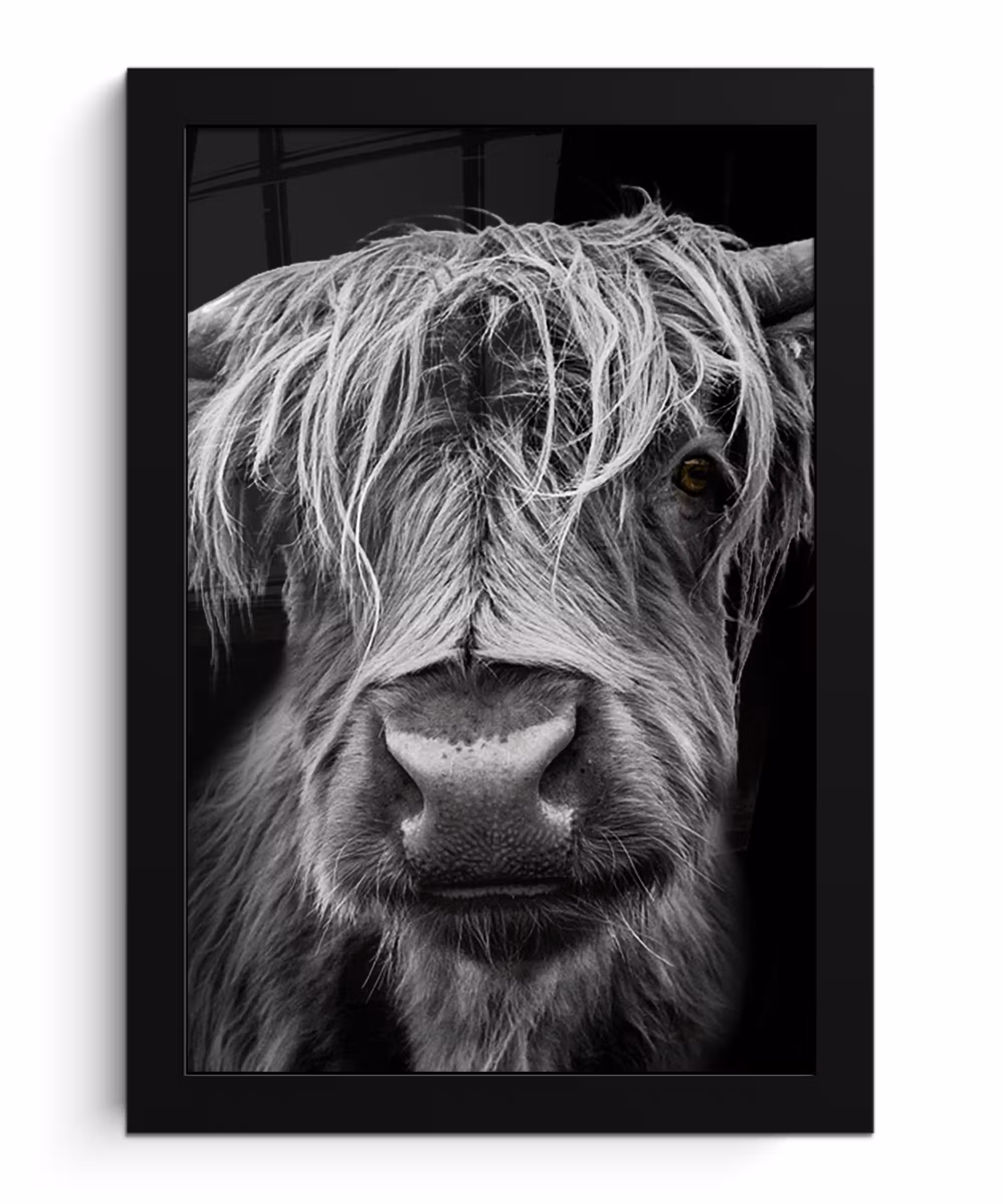 Bilder mit Rahmen - Schottischer Highlander - Hörner - Schwarz - Weiß - Kuh - Wild - Tiere