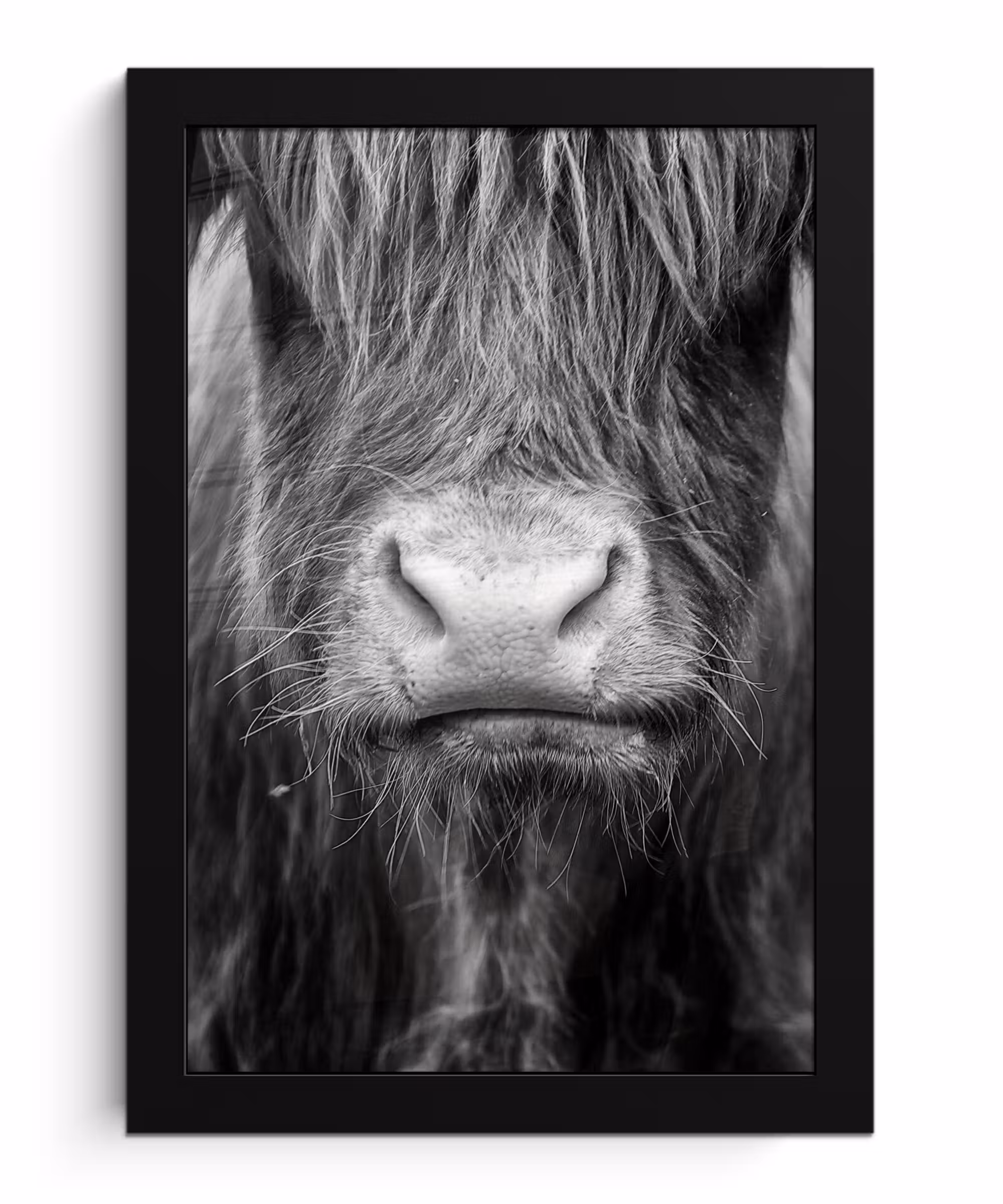 Bilder mit Rahmen - Schottischer Highlander - Kuh - Schwarz - Weiß - Tiere