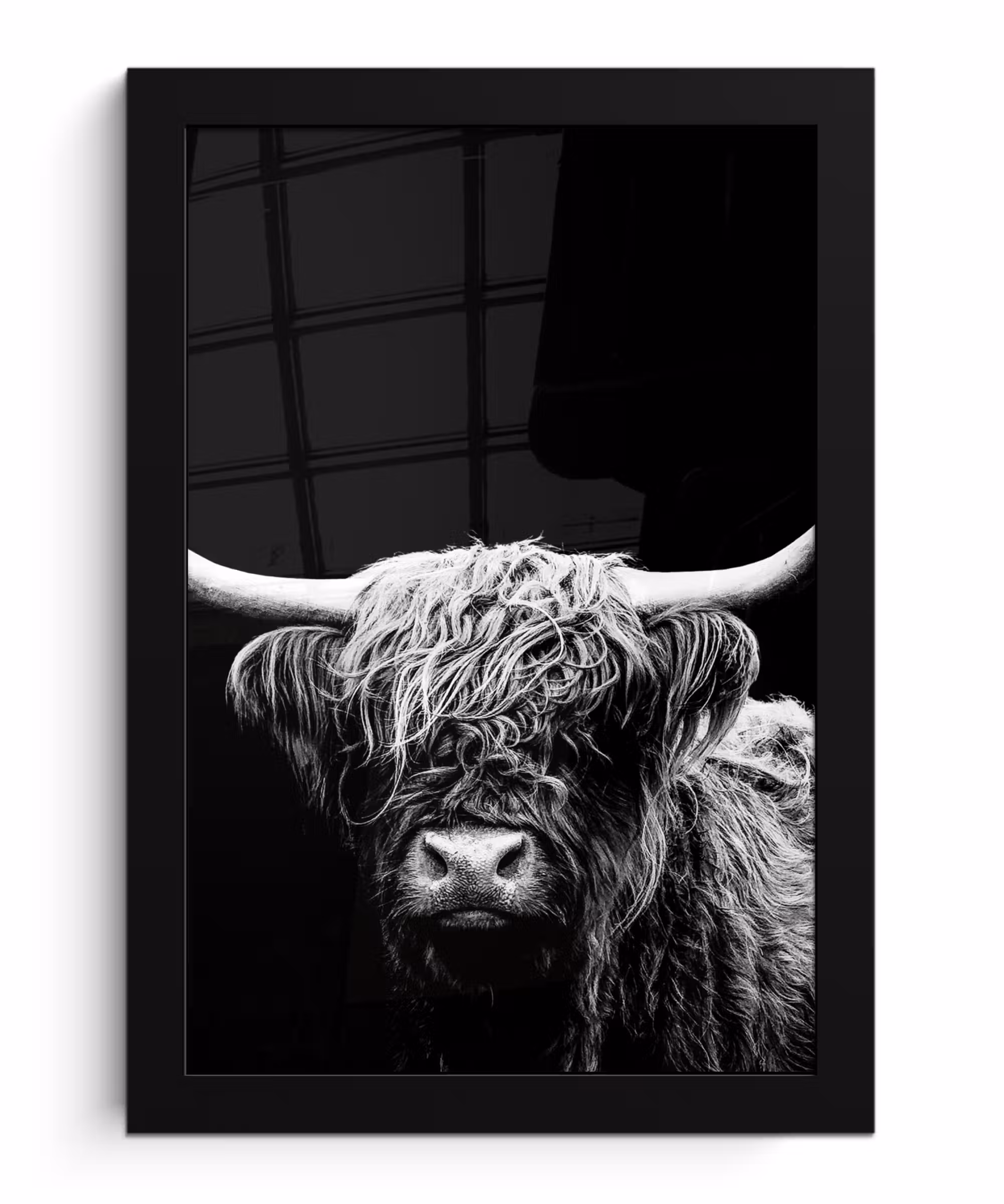 Bilder mit Rahmen - Schottischer Highlander - Kuh - Schwarz - Weiß - Tiere