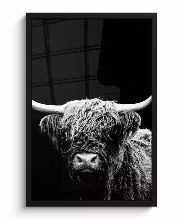 Bilder mit Rahmen - Schottischer Highlander - Kuh - Schwarz - Weiß - Tiere