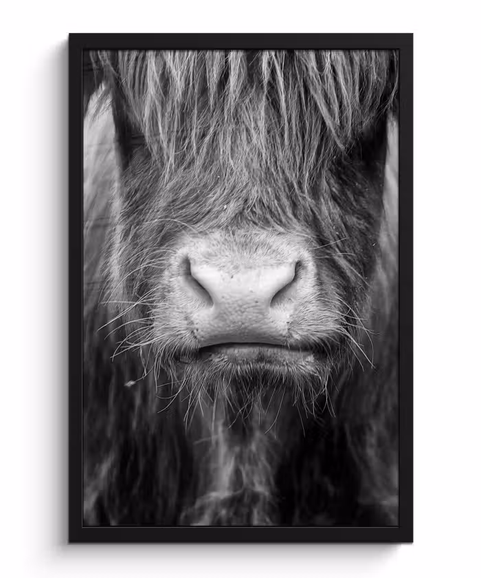 Bilder mit Rahmen - Schottischer Highlander - Kuh - Schwarz - Weiß - Tiere