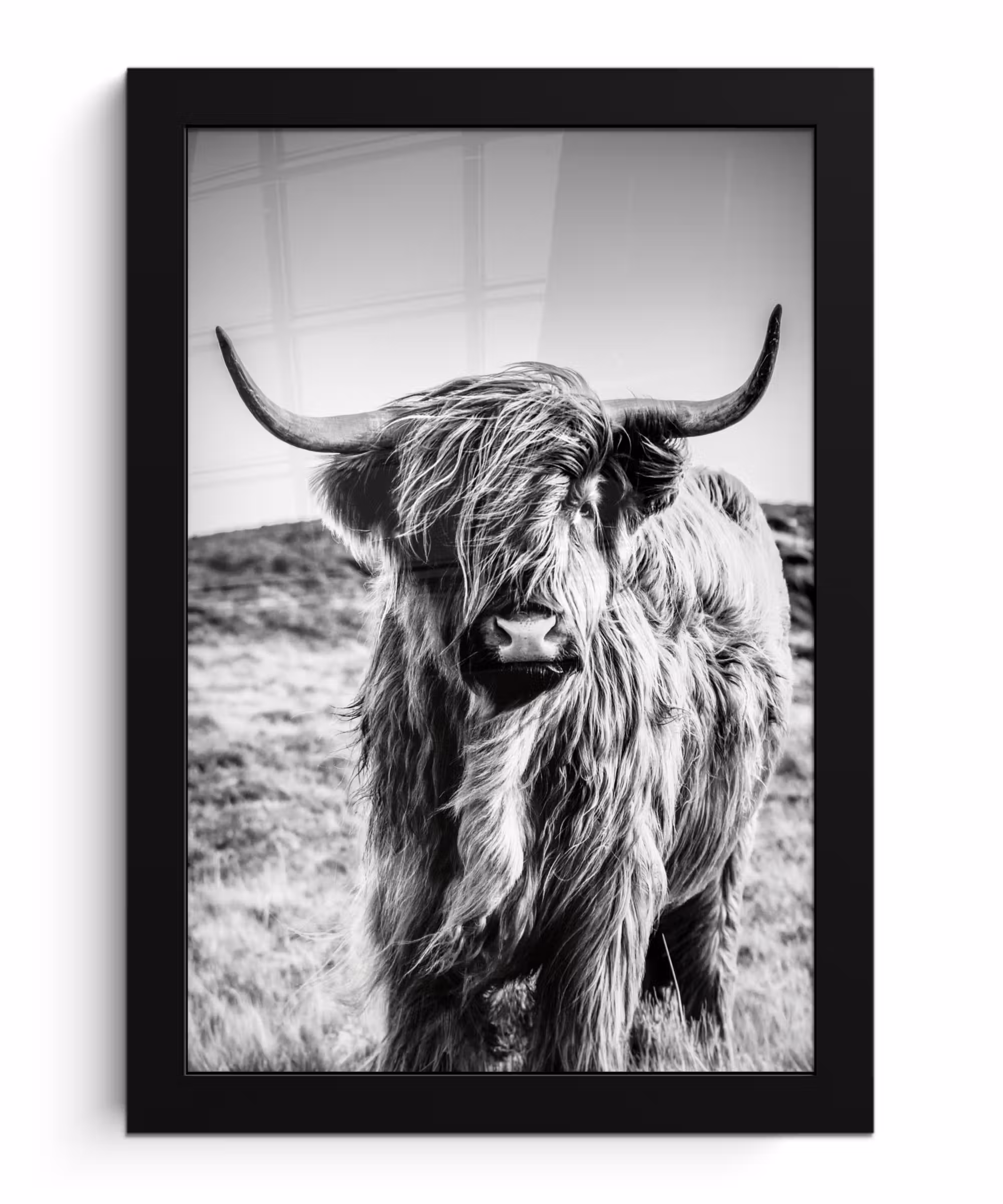 Bilder mit Rahmen - Schottischer Highlander - Natur - Kuh - Schwarz - Weiß
