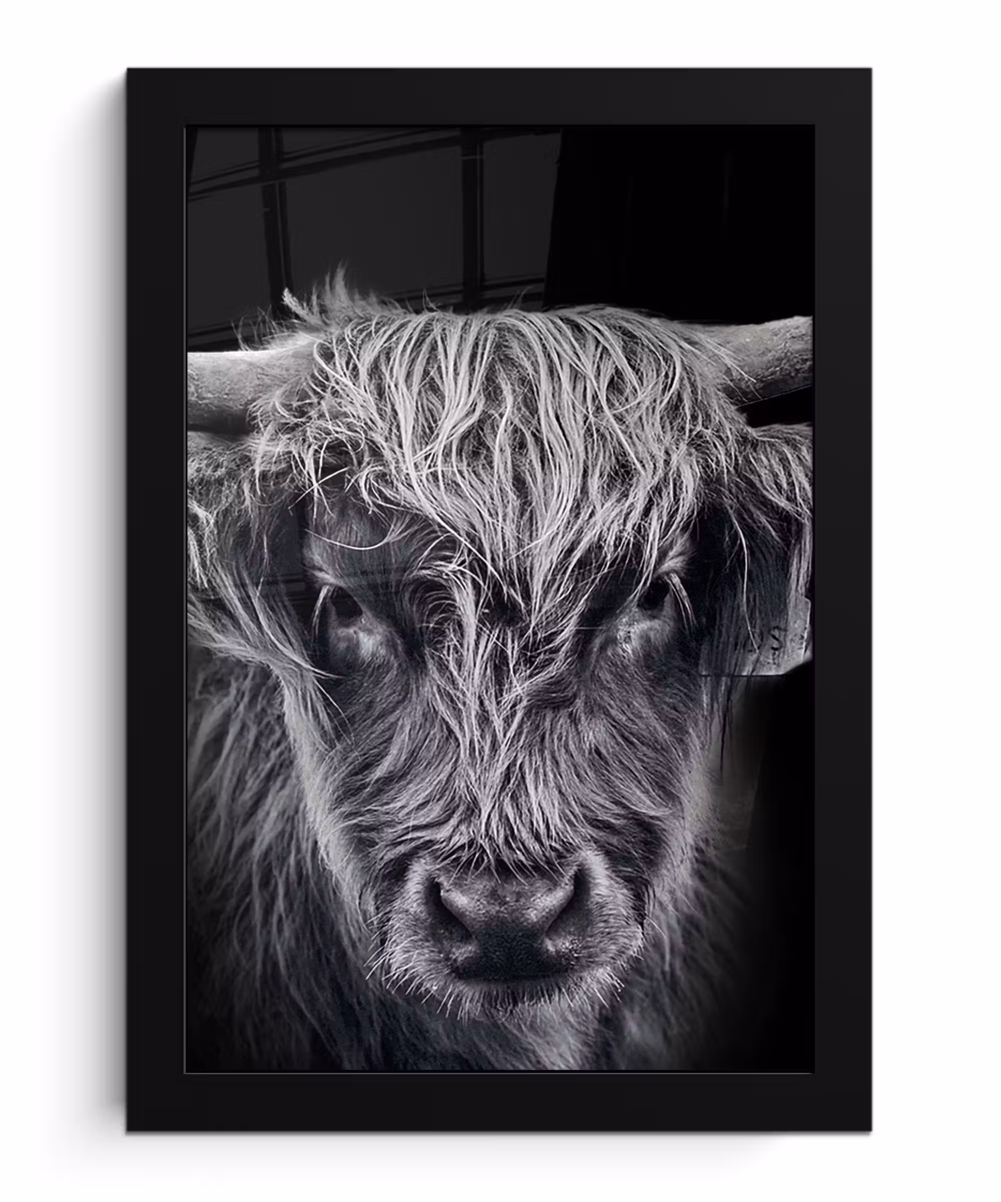 Bilder mit Rahmen - Schottischer Highlander - Schwarz - Kuh - Tiere