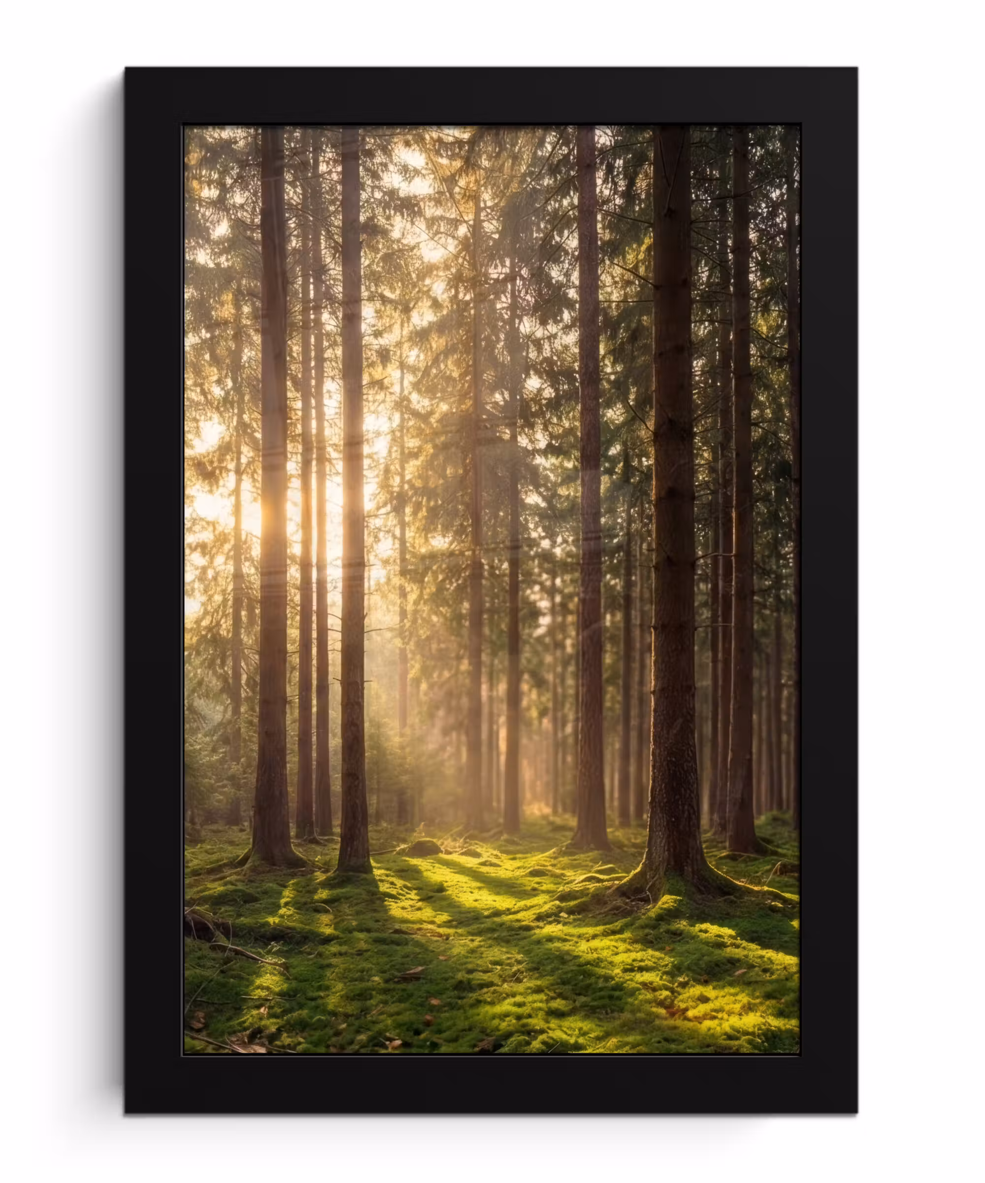 Bilder mit Rahmen - Wald - Gras - Sonnenlicht