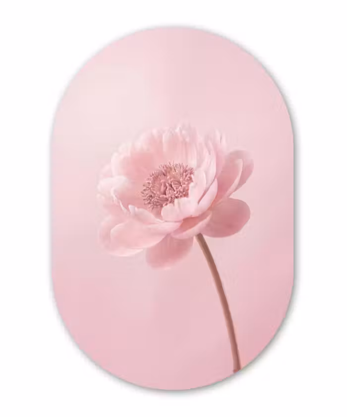 Forexbild Oval - Blume - Pfingstrose - Rosa