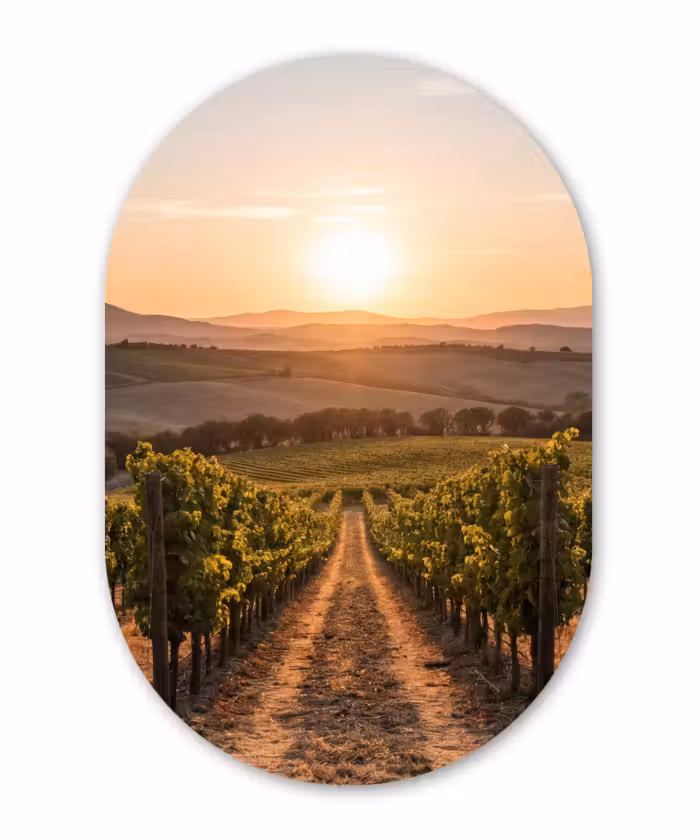 Forexbild Oval - Weinberg - Sonnenuntergang - Landschaft