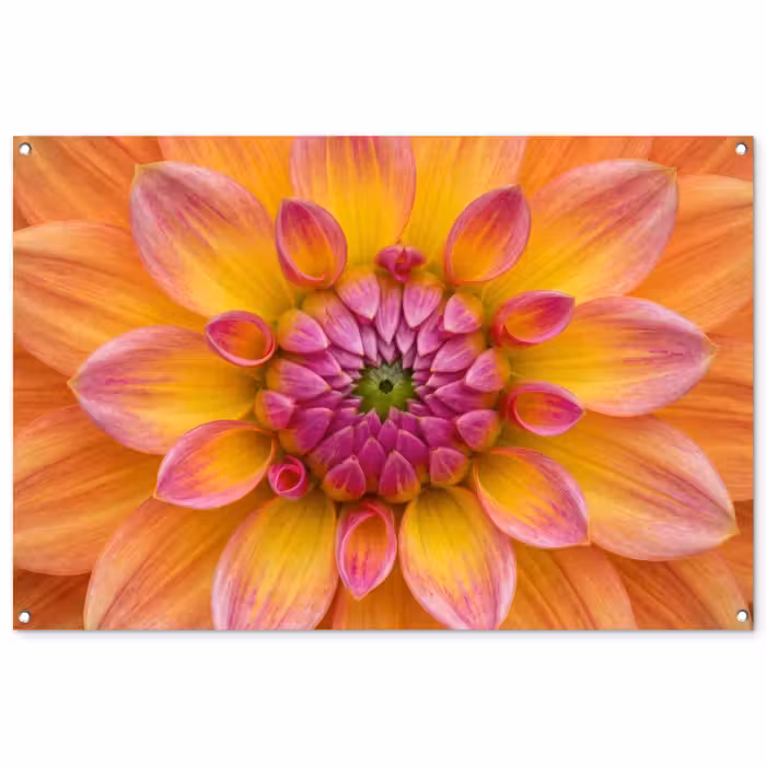 Gartenposter - Dahlie - Blume - Orange