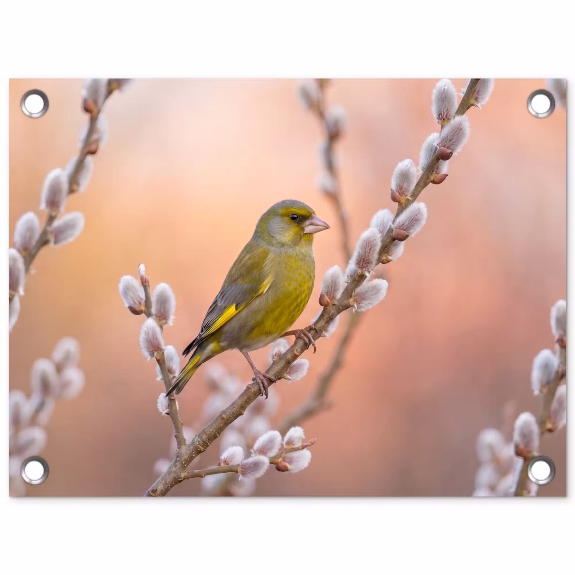 Gartenposter - Grünfink - Katzen - Frühling - Natur - Weich