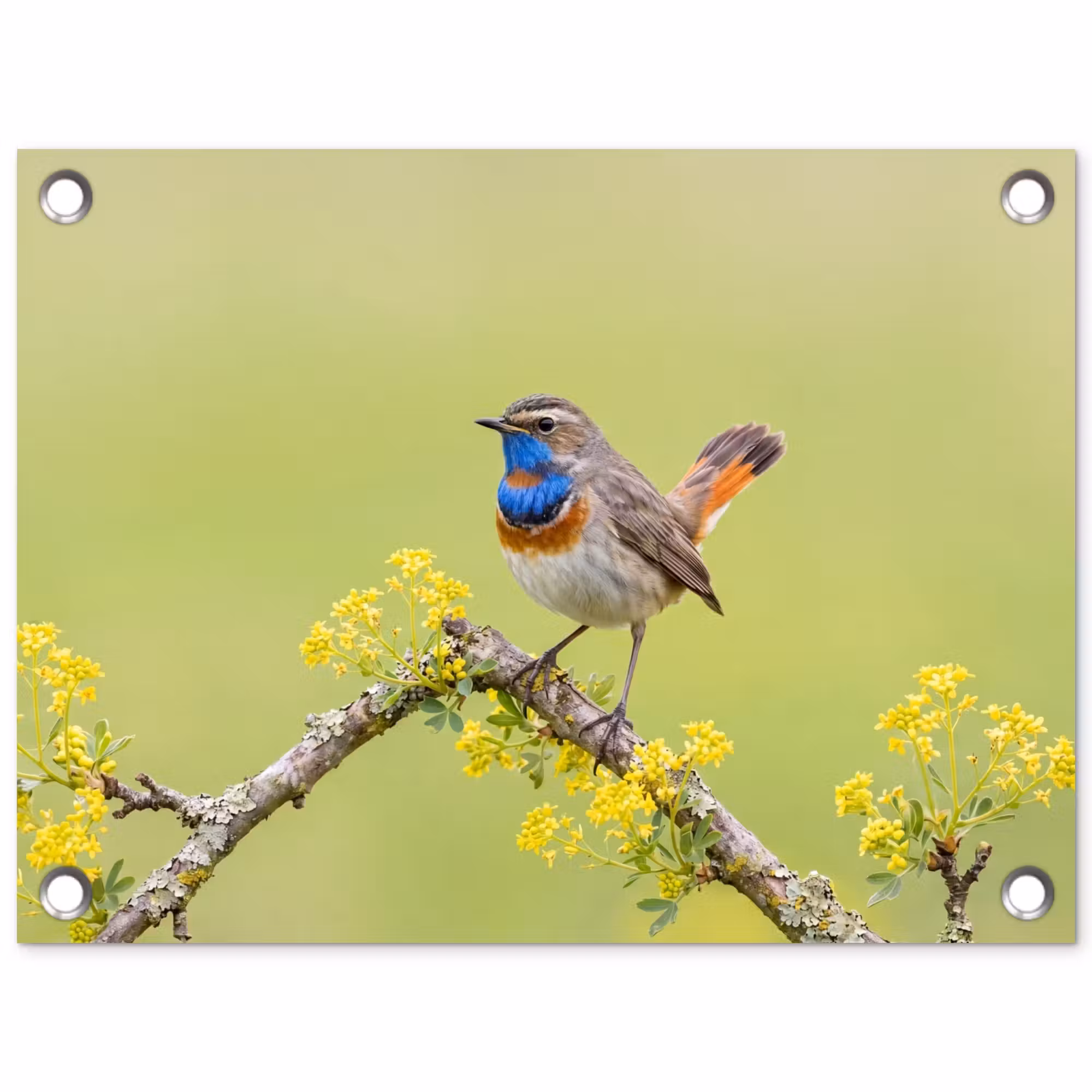 Gartenposter - Vogel - Zweig - Natur - Farbenfroh
