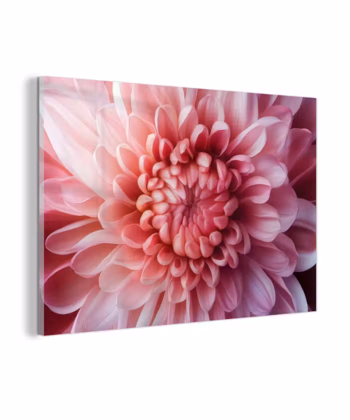 Glasbild - Dahlie - Blume - Nahaufnahme - Rosa