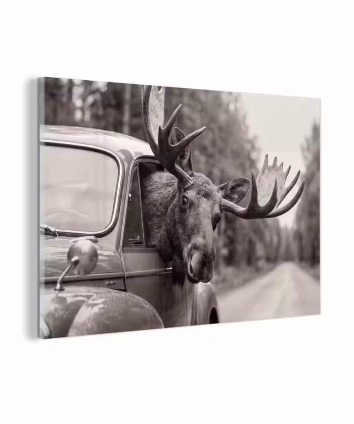 Glasbild - Elch - Auto - Geweih - Schwarz - Weiß