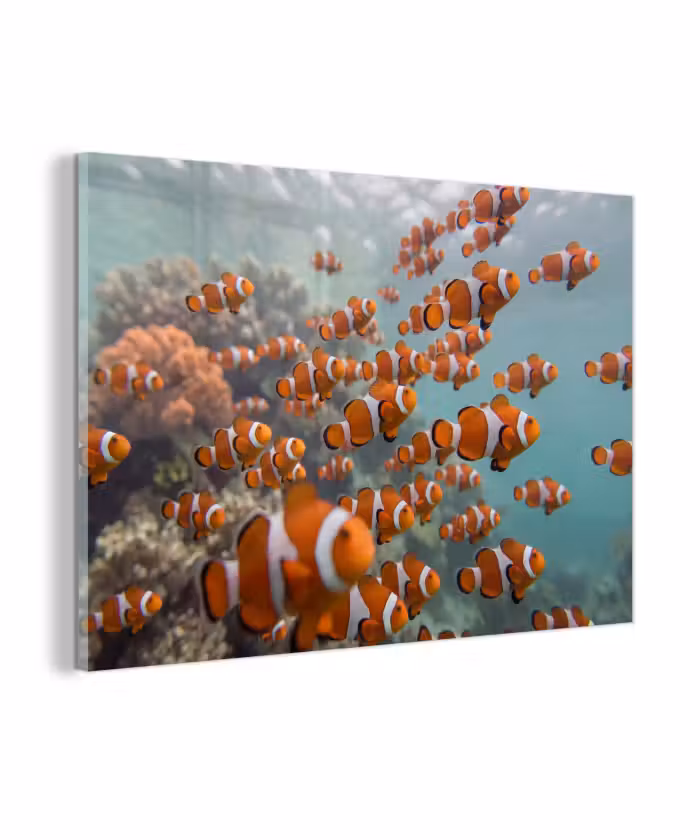 Glasbild - Fisch – Schwarm – Unterwasser – Tiere – Orange
